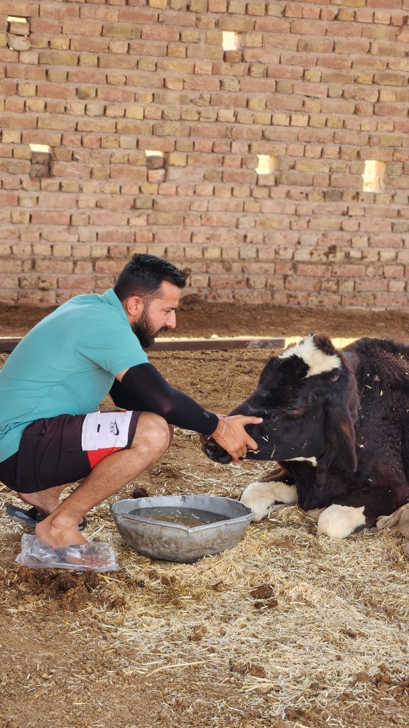 Caring for Injured Calf