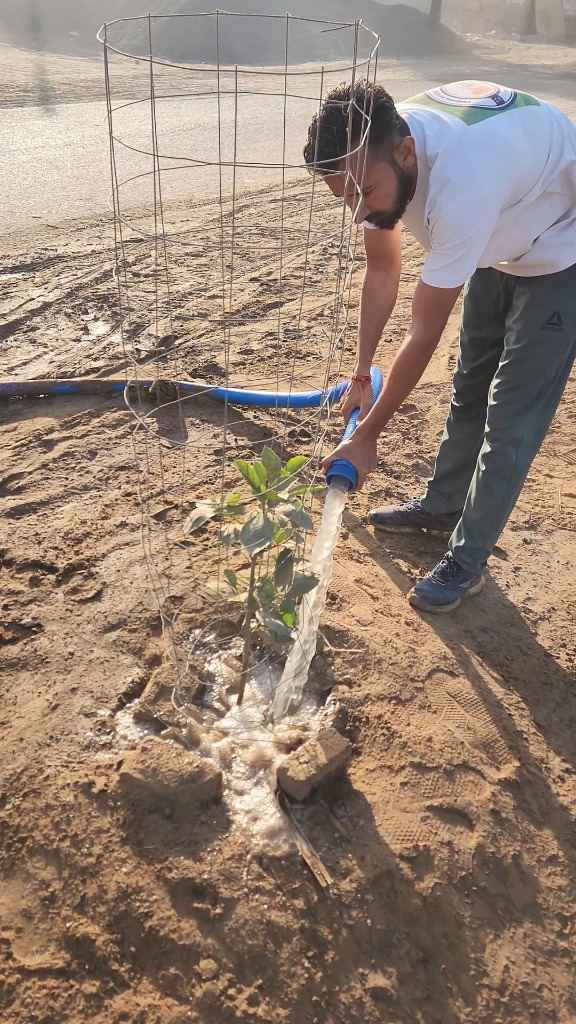 Watering New Saplings